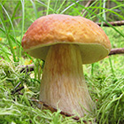 Михайлович