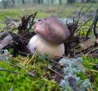 Фото профиля: боровой