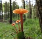 Фото профиля: fungus